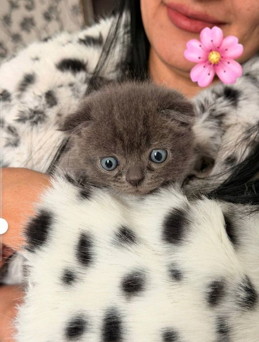 Zotli toza qon mushukchalar