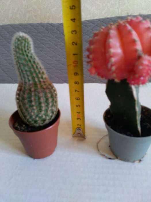 Кактус кактус --