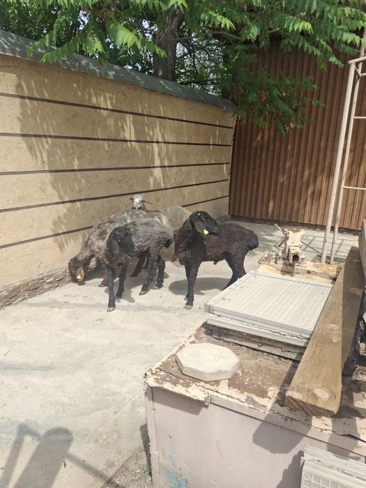 Қошқарлар сатылымда