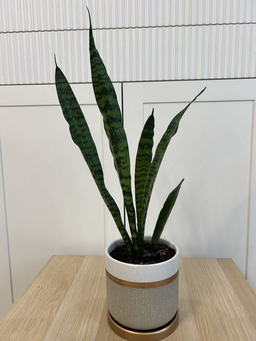 Сансевиерия комнатные цветы