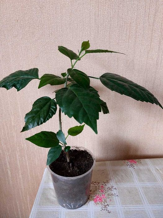 Продам комнатные растения