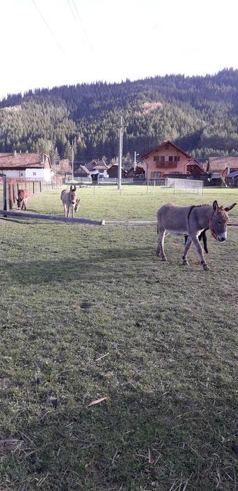 Lapte magarita 100 lei litrul