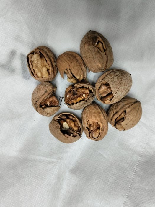 Грецкие орехи с дачи