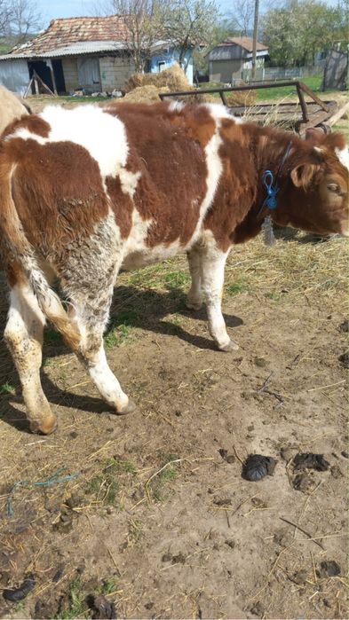 De vânzare doua vitele , mai multe detali la telefon