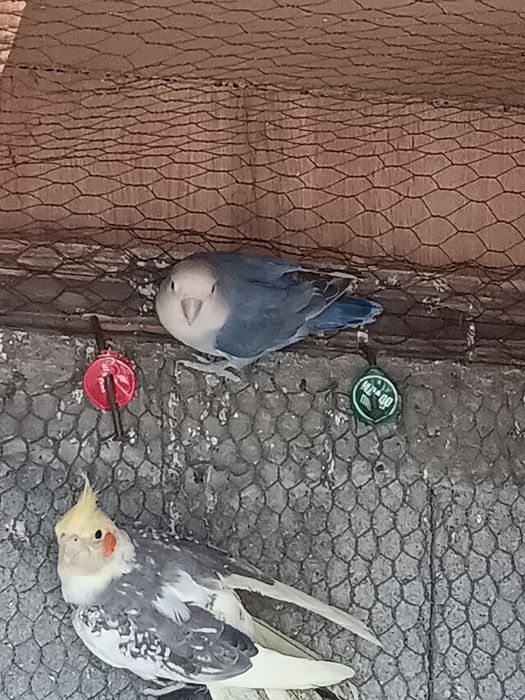 Папага неразделки