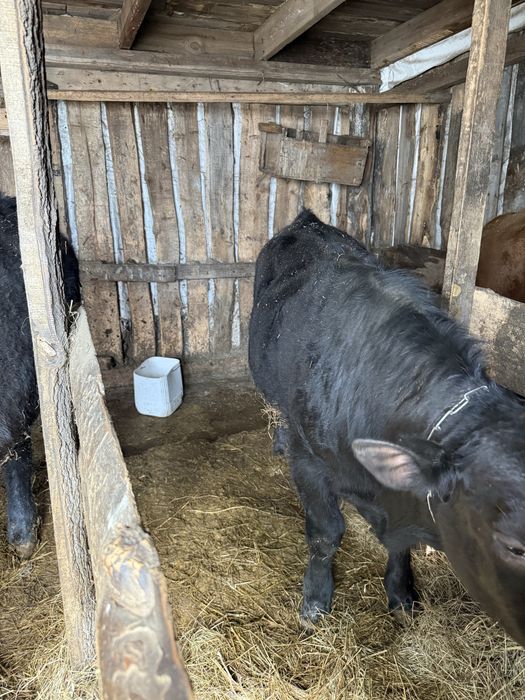 Продам бычка ангус