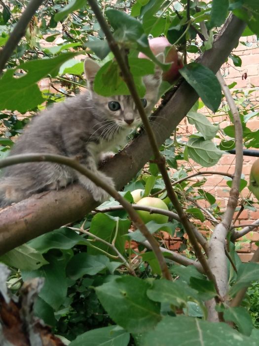 Котята красивые от рыжей кошки