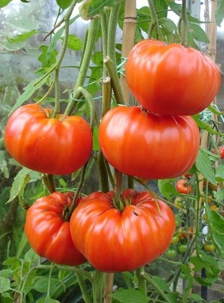 Rasaduri de legume și flori tradiționale românești BIO