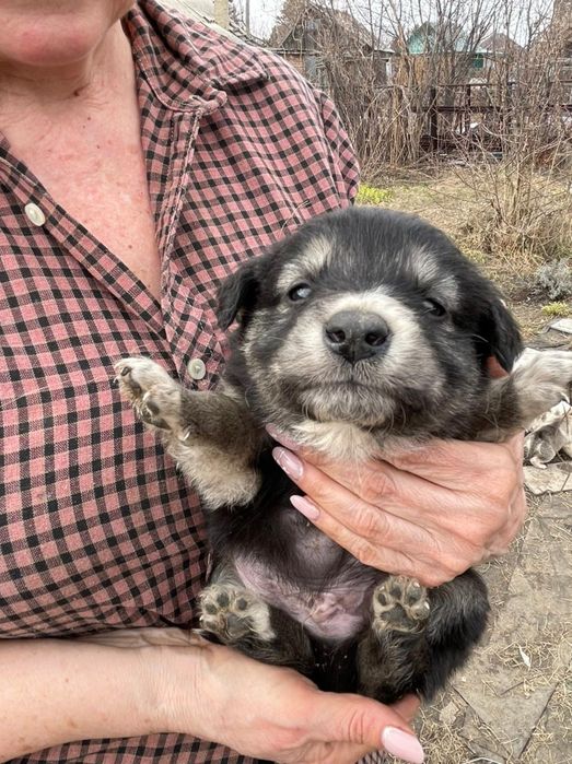 Отдам щенка  2 месяца