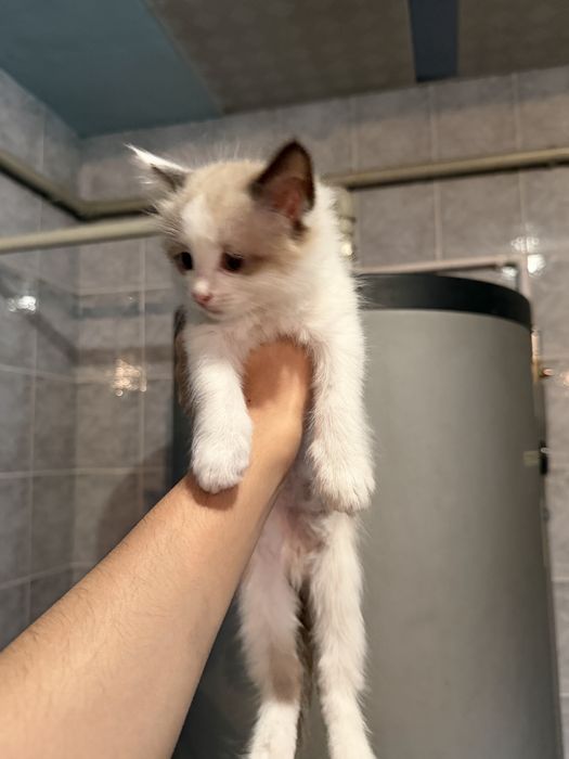 Продаю котята!!!
