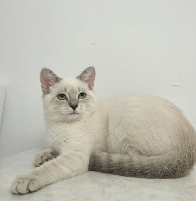 котёнок девочка 4 месяца