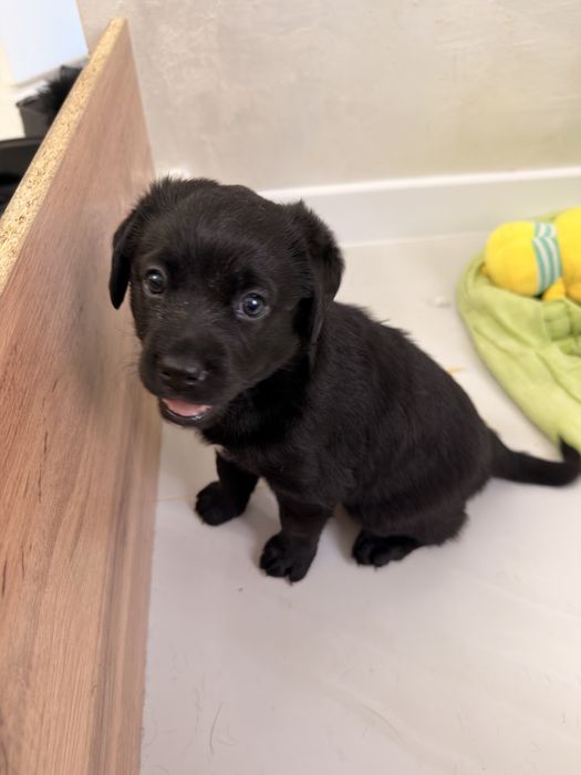 Отдам в добрые хорошие руки щенков