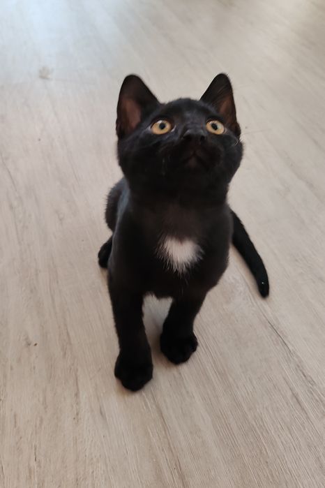 Очаровательные котята ищут дом!