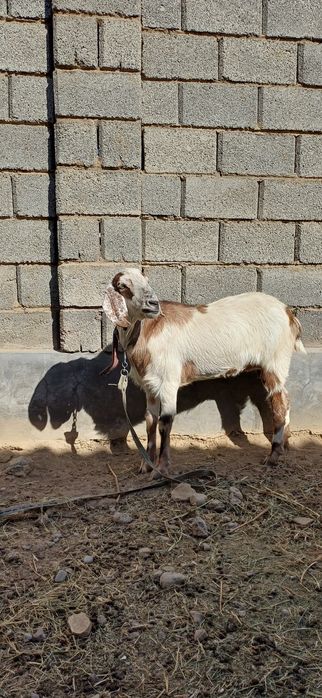 Коза ешкі породисты