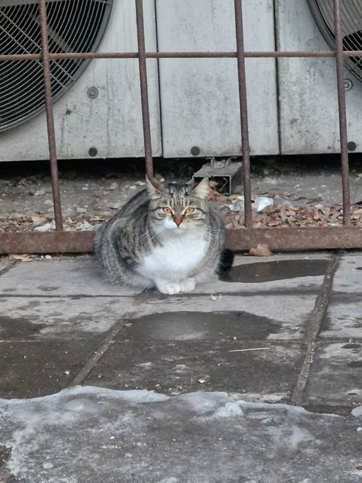 Кошка ищет дом (беременная)