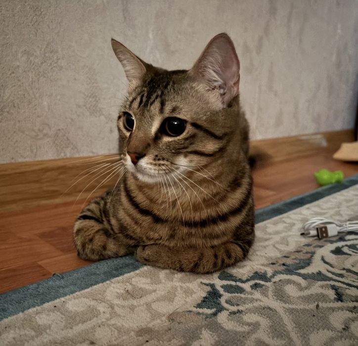 Ищем новый дом коту