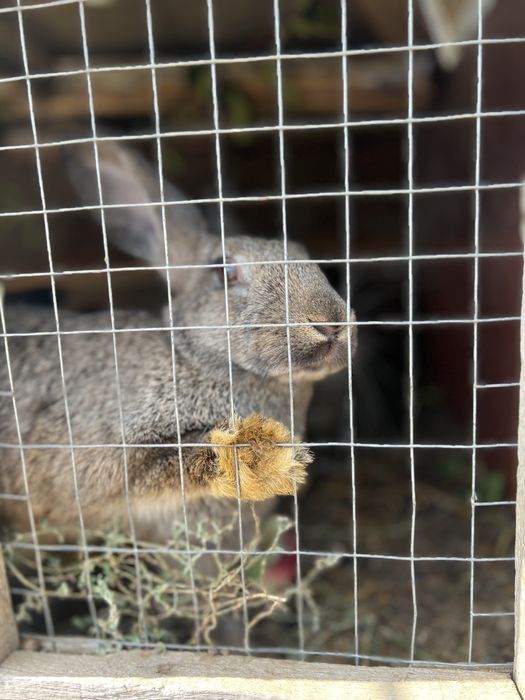 Қояндар! көжектер! Кролики!