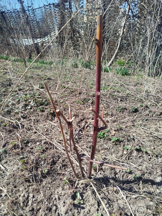 Куст чёрной ежемалины