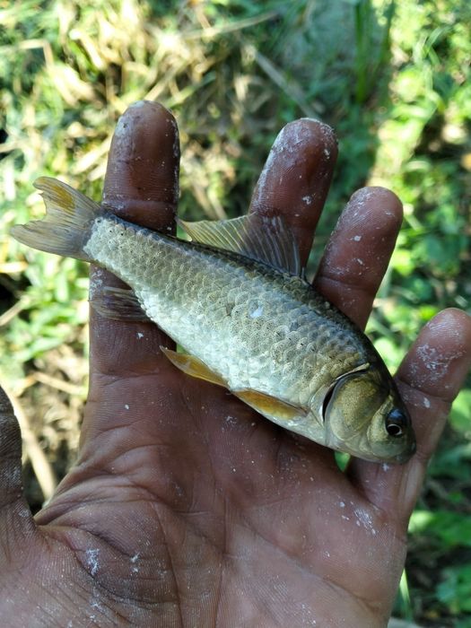 Caras viu pentru populare