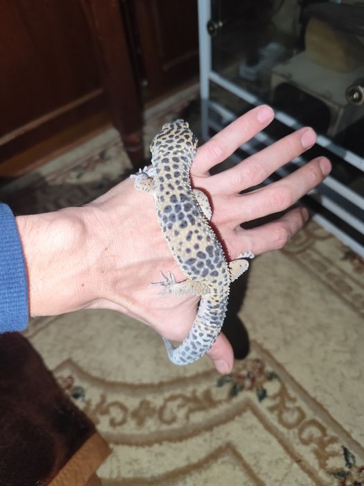 Продам террариум с питомцами эублефарами