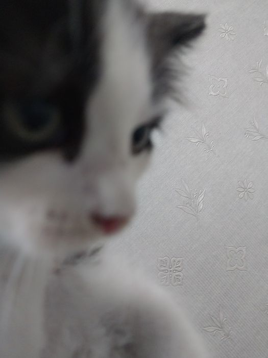 отдам котяттар добрым людям