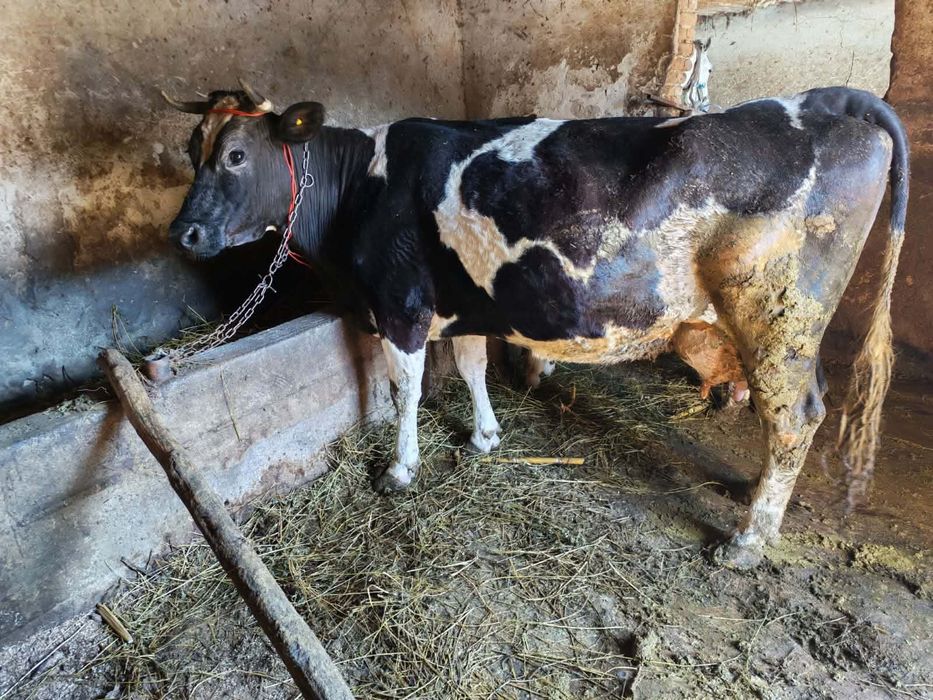 Vaci de vânzare de lapte