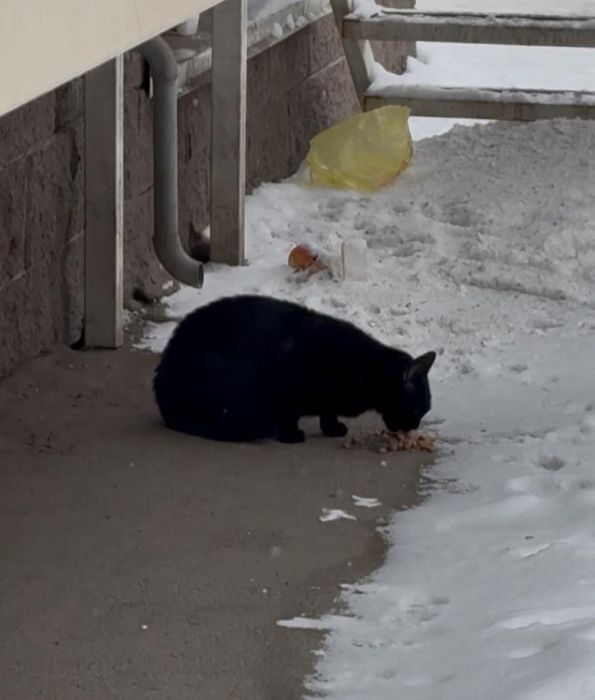 Кошечка ишет дом