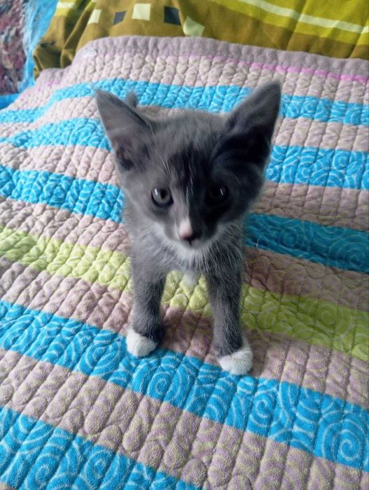 Отдам котят в добрые руки
