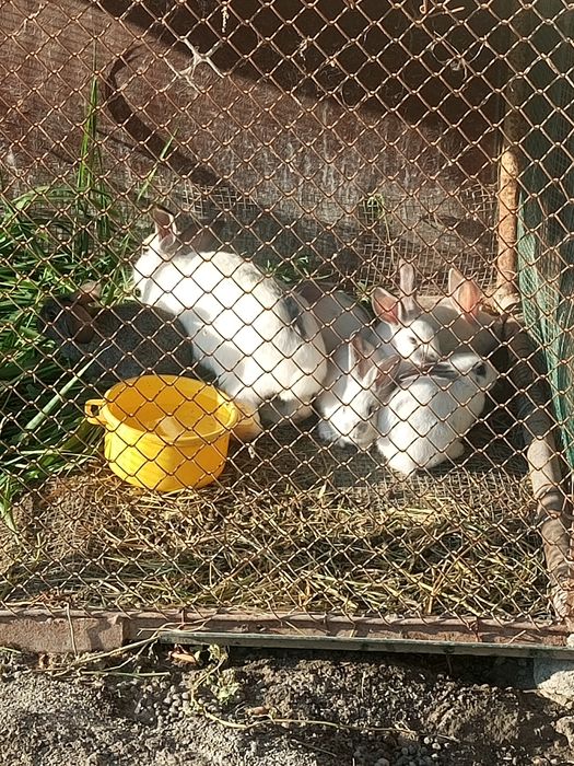 Quyon bolalari sutdan tuygan 7 ta dona bor