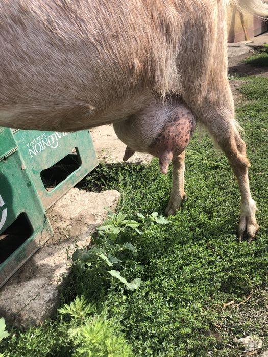 Capra si 2 iedute de vanzare