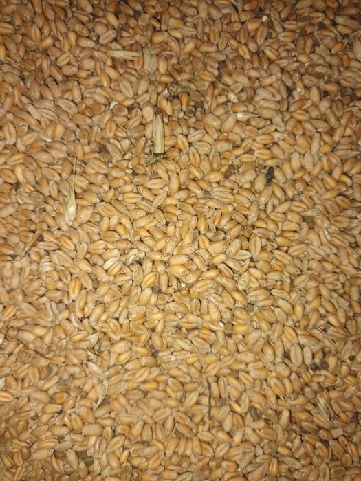 Porumb griu  triticale lucernă de sămânță