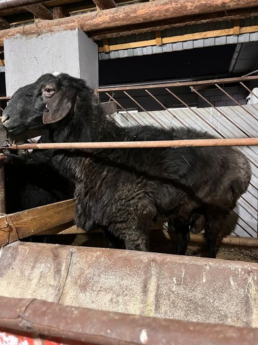 Қошқар қой тоқты