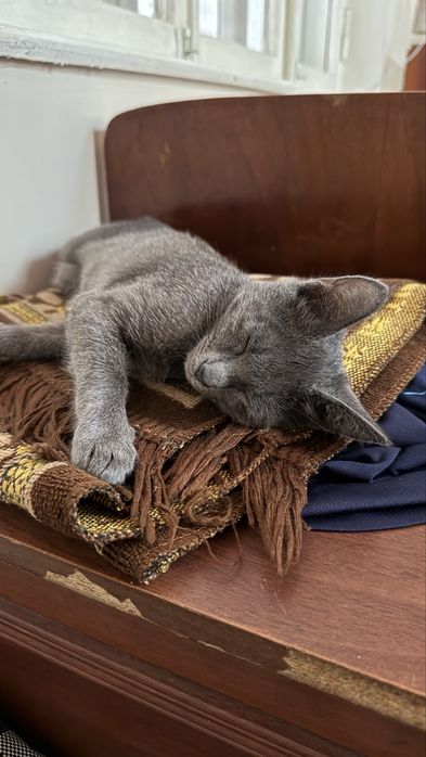 Даром котика отдадим, Uy mushugi beramiz
