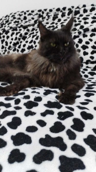 Maincoon pisica femela cu Pedigree Black Smoke