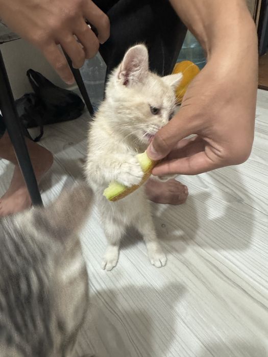 Отдам котят девочек в добрые руки