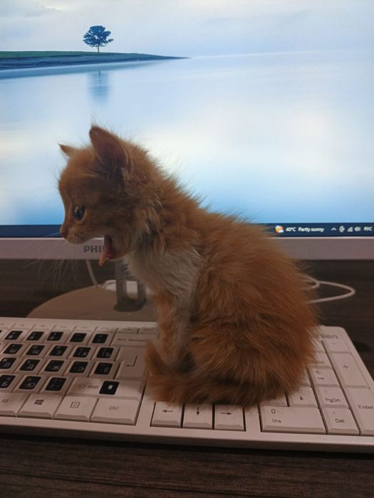 Котенок Рыженкий