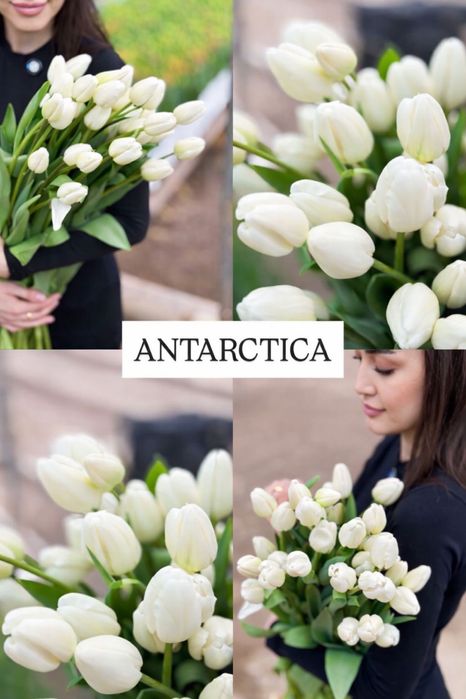 Свежие БОЛЬШИЕ тюльпаны на 8 марта