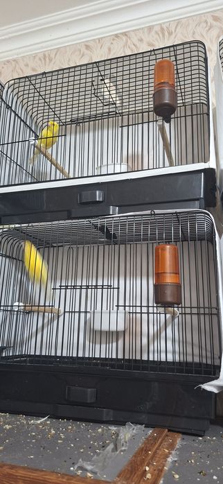 Канарейка сотилади