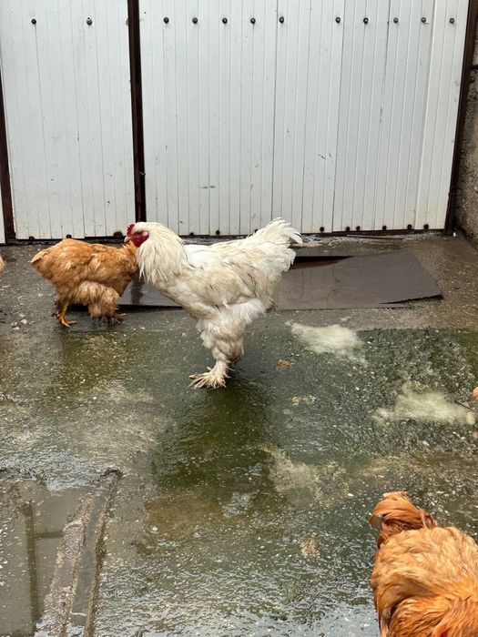 De vânzare gaini cochinchina urias galben