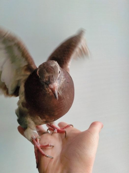 Отдам в добрые руки голубя.