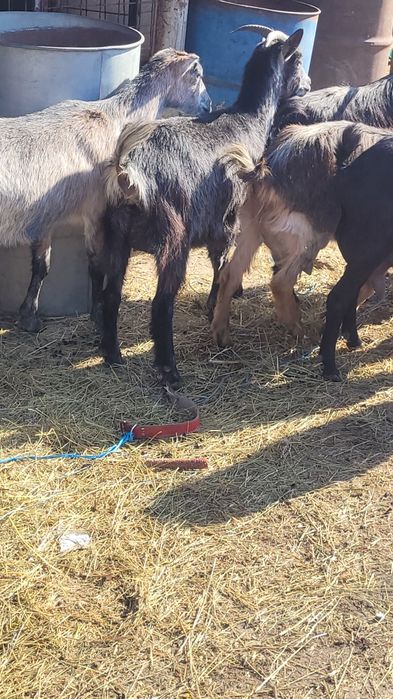 Capre cu iezii  mari