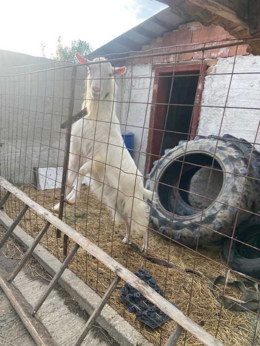 Tap reproducător 2 ani, Alpine/Saanen, foarte bun, iezi viguroși