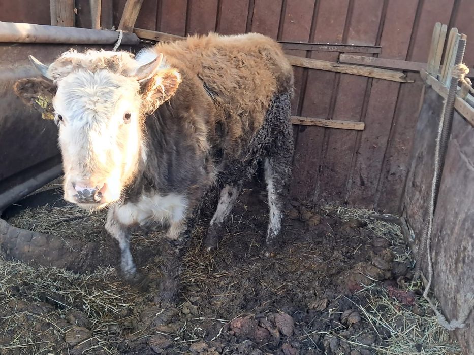 Құнажын 1 жас 8 ай