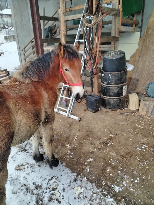 Mânz semigreu de 9 luni