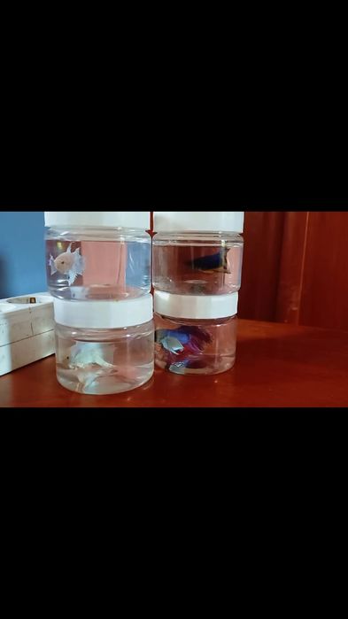 Петушок (BETTAFISH) новые поступления
