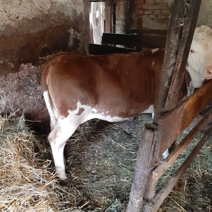 Juninca de calitate intaia