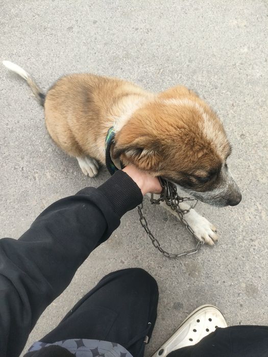 Продам щенка алабай