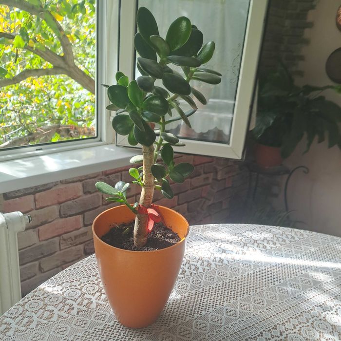 Денежное дерево цветы