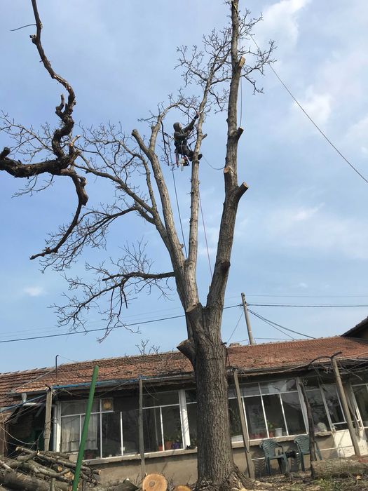 Сечене рязане оформяне на опасни дървета Арборист Вишка Кран - Договор