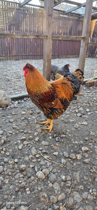 Ouă pentru incubat metis wyandotte Gsg